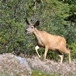 Jasper NP - Mule deer